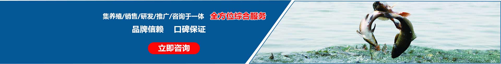 湖北胖头鱼厂家