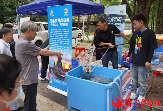 湖北万湾湖胖头鱼养殖有限公司.png